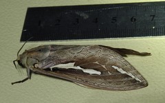 Abantiades labyrinthicus