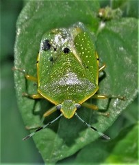 Chinavia pallidoconspersa