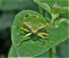 Chinavia pallidoconspersa