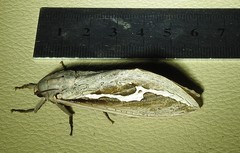 Abantiades labyrinthicus