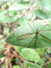 Leptotarsus albistigma