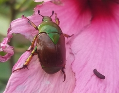 Calomacraspis haroldi