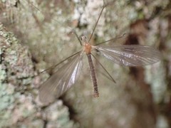 Tricyphona protea
