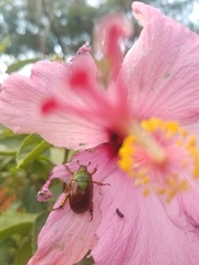 Calomacraspis haroldi