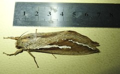 Abantiades labyrinthicus