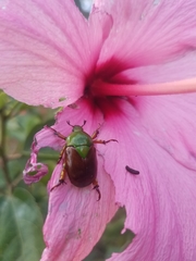 Calomacraspis haroldi