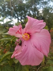 Calomacraspis haroldi