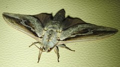 Abantiades labyrinthicus