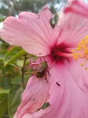 Calomacraspis haroldi