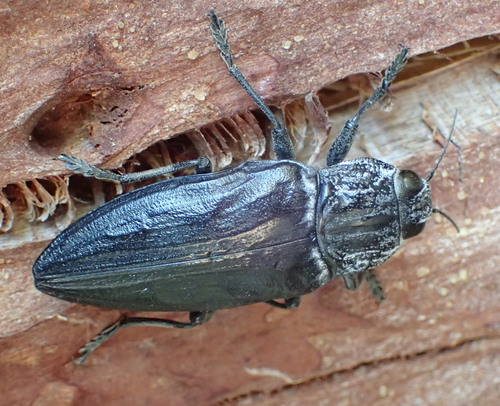 Chalcophora detrita
