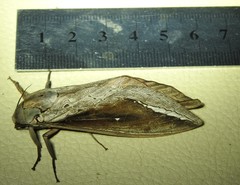 Abantiades labyrinthicus