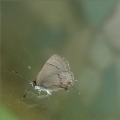 Rubroserrata mathewi