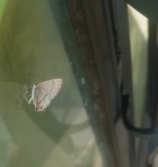 Rubroserrata mathewi