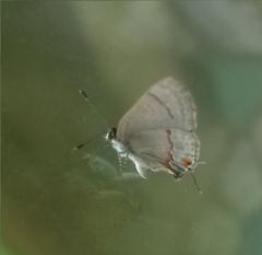 Rubroserrata mathewi