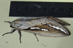 Abantiades labyrinthicus