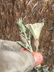 Calystegia malacophylla pedicellata