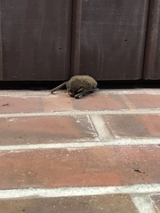 Myotis austroriparius