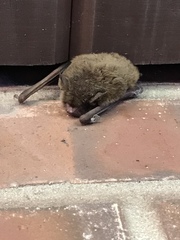 Myotis austroriparius