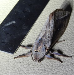 Abantiades labyrinthicus