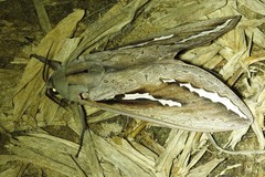 Abantiades labyrinthicus