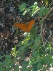 Dryas iulia largo