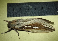 Abantiades labyrinthicus