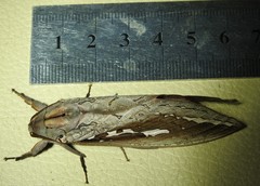 Abantiades labyrinthicus