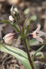 Fritillaria stenanthera