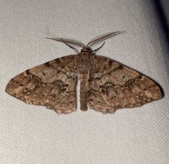 Melanolophia imitata