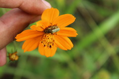 Chauliognathus hieroglyphicus