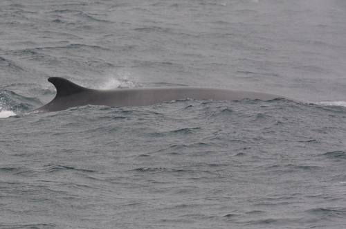 Balaenoptera physalus