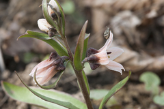 Fritillaria stenanthera