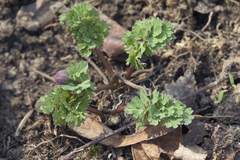 Callianthemum sajanense