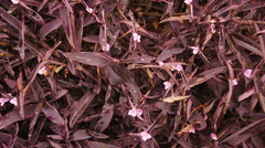Tradescantia pallida