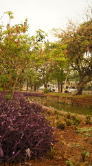 Tradescantia pallida