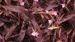 Tradescantia pallida