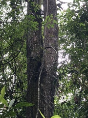 Cedrelinga cateniformis