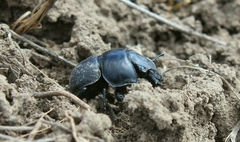 Lethrus apterus