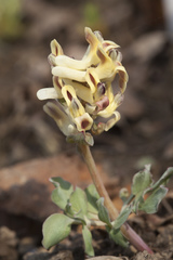 Corydalis ledebouriana