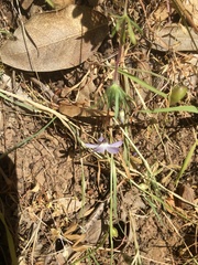 Leptosiphon androsaceus