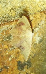 Epicompsa xanthocrossa