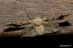 Krananda semihyalina