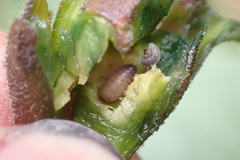 Procecidochares utilis