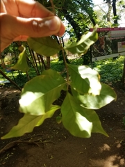 Malpighiaceae