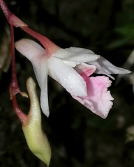 Dendrobium panduratum
