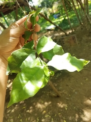 Malpighiaceae