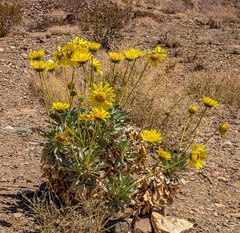 Enceliopsis covillei