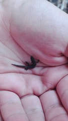 Lepidoblepharis sanctaemartae