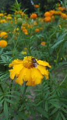 Copestylum quadratum