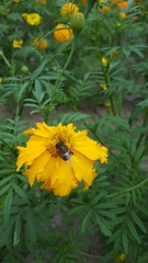 Copestylum quadratum